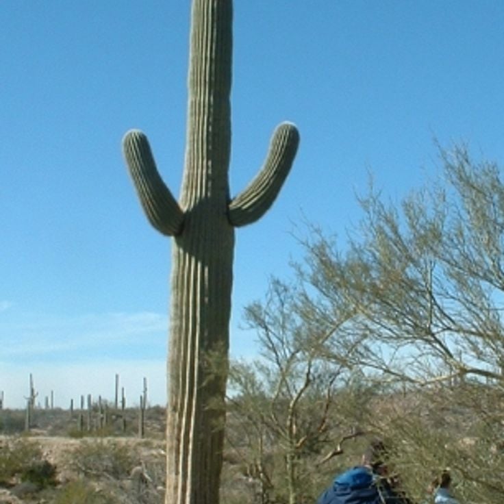 Sonoran Desert Museum