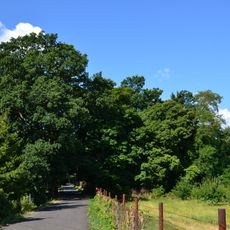 Dub u Nivského potoka