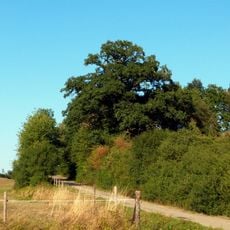 1 Eiche unterhalb Lixhof