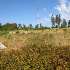 Oberste Henn