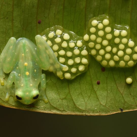 Reserva Natural San Cipriano