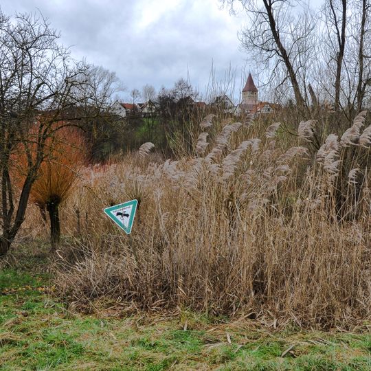 Schilfgebiet östlich Steinreinach