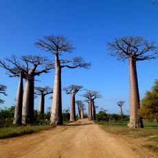 Allée des baobabs