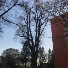 Lípa srdčitá při č.p. 114 v Humpolci