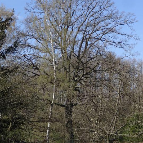 Dub ve Volfartické Nové Vsi