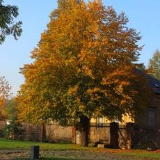 Strom u domu K Dubči 14