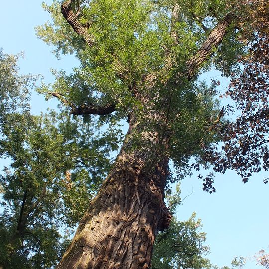 Populus nigra in Velká Bystřice