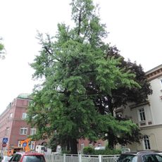 Ginkgo Baum in Linz