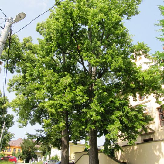 Lípy u Kapucínského kláštera