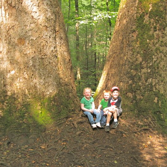 Joyce Kilmer Memorial Forest