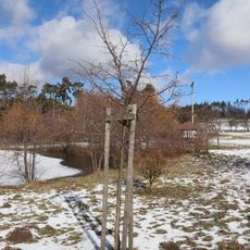 Lípa svobody a demokracie v Ostašově