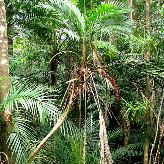 Herberton Range National Park
