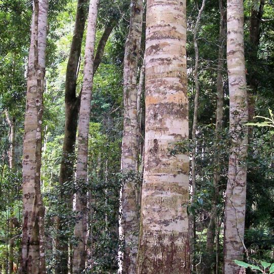 Nymboi-Binderay National Park
