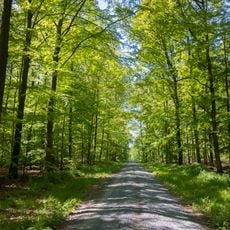 Wälder um Maroldsweisach, Königsberg u. Rentweinsdorf mit Schloss