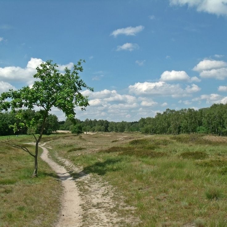 Boberg-dynene