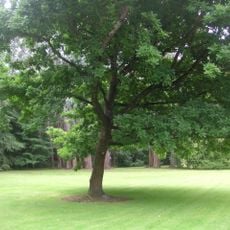 Queen's Park, Invercargill