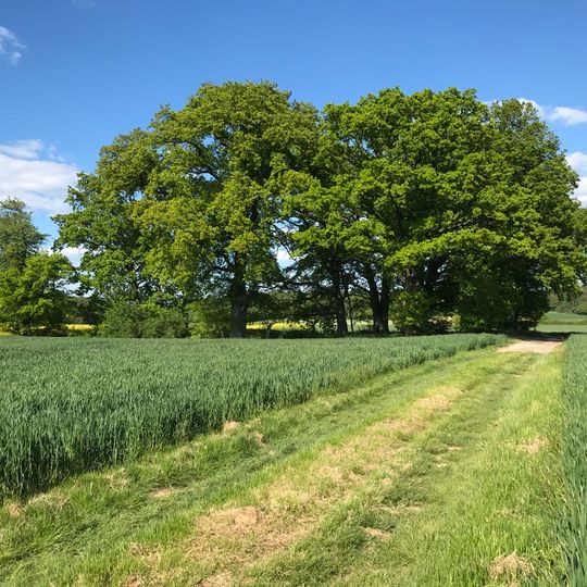 Naturdenkmal Eichenhain Hochäcker