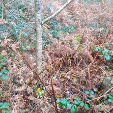 Coed Gorswen National Nature Reserve