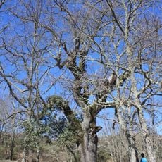 Carvalho Negral em Cimo do Couto de Baixo