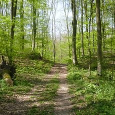 LSG Altenautal-Nonnenbusch