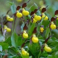 Wälder im Oberpfälzer Jura