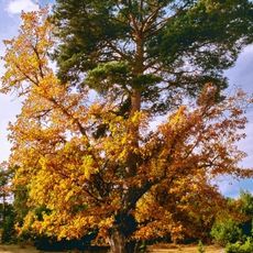 Pine-oak of Canicosa