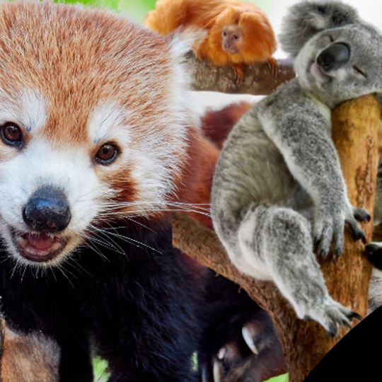 Billabong Koala and Wildlife Park