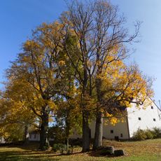 Skupina Javorů klenů v Jimdřichovickém zámeckém parku