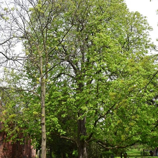 Balkan-Rosskastanie Friedhof der St. Marien- und der St. Nicolai-Kirchengemeinde