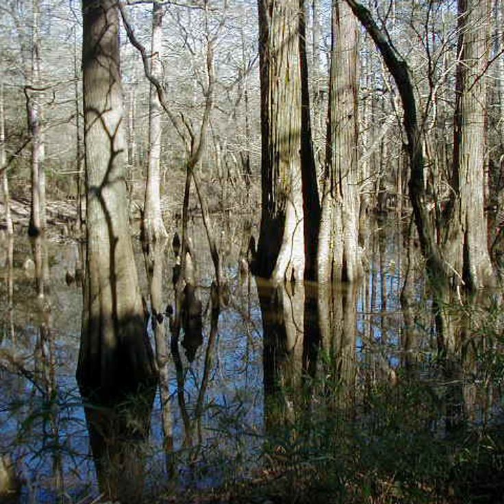 Big Thicket National Preserve