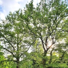 Platany v žehušickém parku