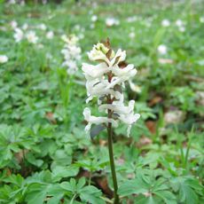 Rezerwat przyrody Kokorycz