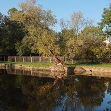 Vrba u rybníka v Kolodějích