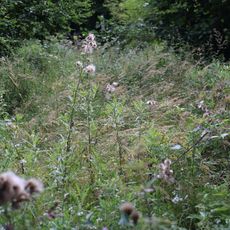 Waldtümpel "Plankenstein"