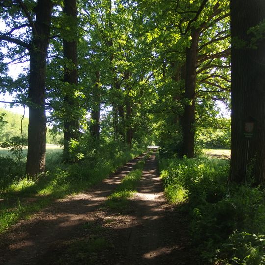 Dubové stromořadí I.