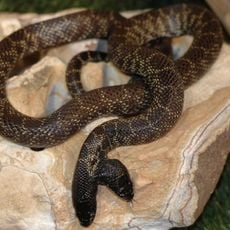 Alligator Alley Adventures