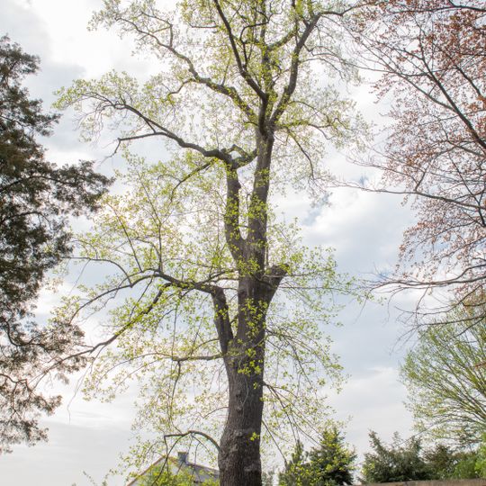 Tulpenbaum in Kleinmilkau
