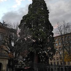 Sequoya del Palacio de Diputación