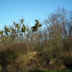 Nature reserve Las Mątawski