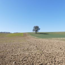 Birnbaum am Lerchenberg