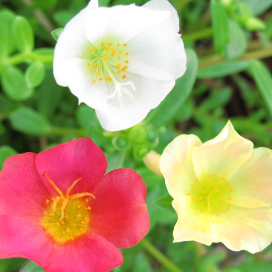 Jardín botánico subtropical de Nagasaki