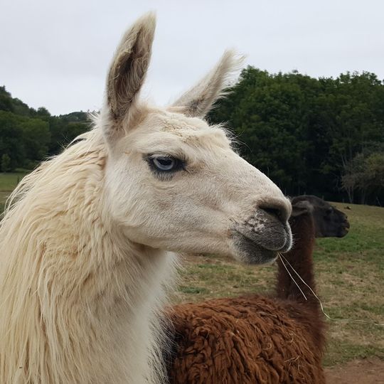 Ferme Élevage de Kangourous et de Myocastors
