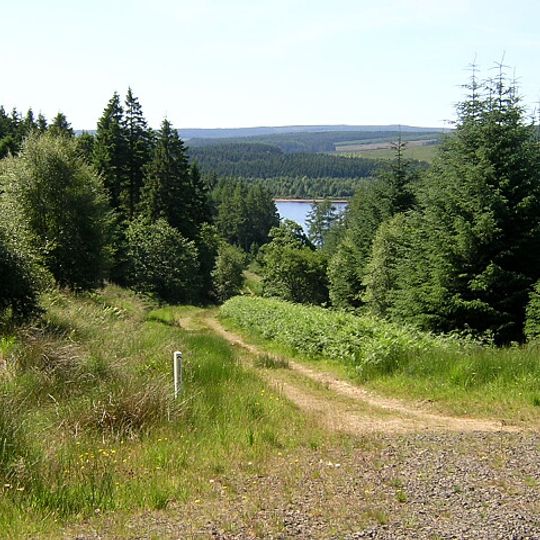 Kielder Forest