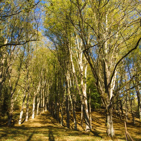 Stromořadí princezny Marie