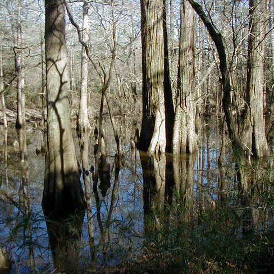 Big Thicket