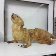 Zoological Museum Kasetsart University