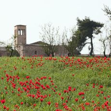 I Tulipani Di Madonna Dell'olio