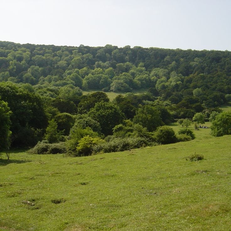 Kingley Vale National Nature Reserve