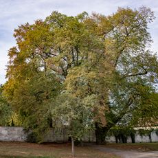 Lípy u hřbitova ve Slušticích