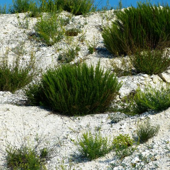 Kreidiyana roslynnist' bilya sela Svyato-Pokrovsʹke Botanical Sanctuary